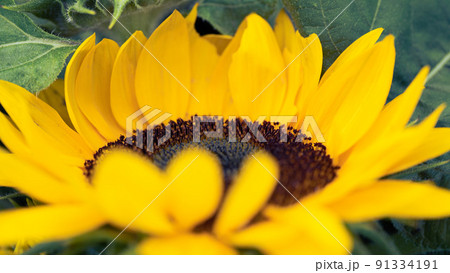 早めに咲いたひまわり畑のたくさんのひまわり 91334191