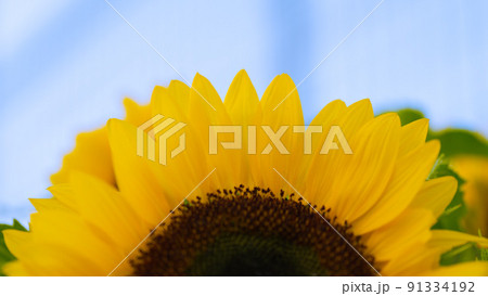 早めに咲いたひまわり畑のたくさんのひまわり 91334192