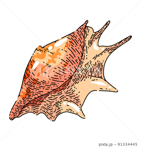 shell sea sketch hand drawn vector shell sea sketch hand drawn vector 91334445