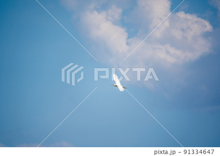 The flight of the little egret or Small White Heron. 91334647