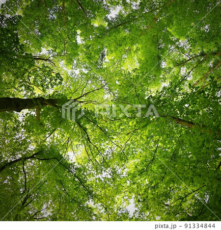 Nature - relaxation and meditation for mental health. Green spring forest. Natural colorful background in deciduous forest with trees. Nature - relaxation and meditation for mental health. Green spring forest. Natural colorful background in deciduous forest with trees. 91334844
