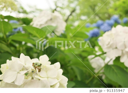 紫陽花の花にかわいい雨蛙 紫陽花の花にかわいい雨蛙 91335947