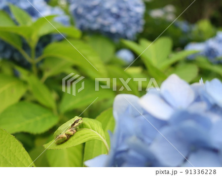 紫陽花の葉にかわいい雨蛙 紫陽花の葉にかわいい雨蛙 91336228