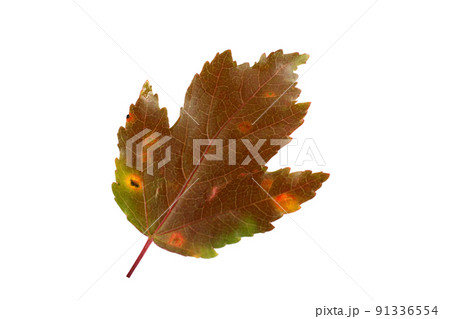 Autumn maple leaf 91336554