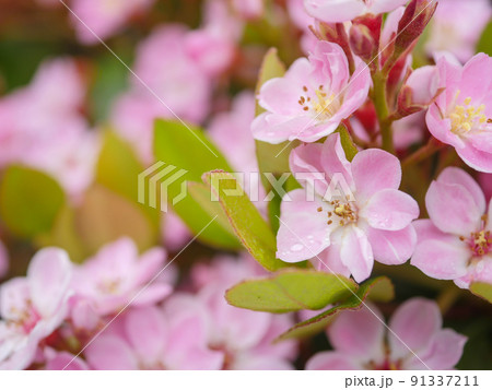 ベニバナシャリンバイ3 91337211