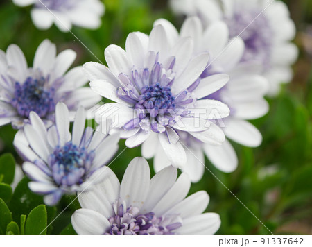 オステオスペルマム1 青紫 オステオスペルマム1 青紫 91337642