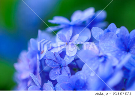 アジサイの風景 91337872
