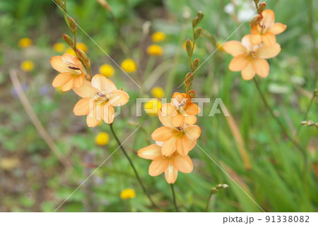 トリトニアの橙色花【緑背景】 91338082
