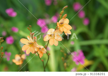 トリトニアの橙色花【緑背景】 トリトニアの橙色花【緑背景】 91338201