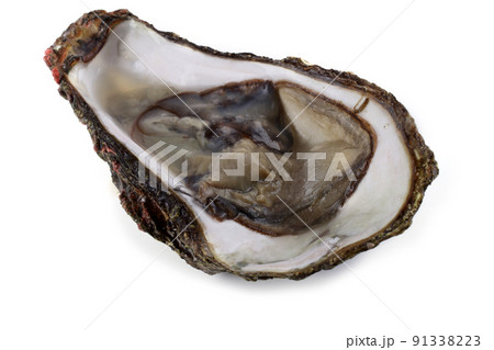 Oyster isolated on white Oyster isolated on white 91338223
