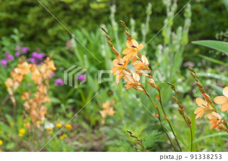 トリトニアの橙色花【緑背景】 トリトニアの橙色花【緑背景】 91338253