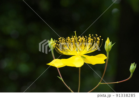 ビヨウヤナギ:オトギリソウ科の花【暗い背景】 ビヨウヤナギ:オトギリソウ科の花【暗い背景】 91338285