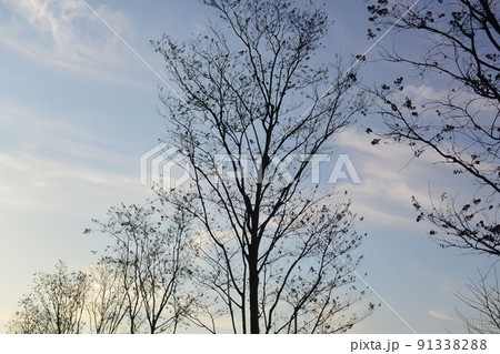 冬の青空に枯れ木が美しい　壁紙 コピースペースに 91338288