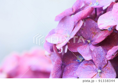 雨のアジサイの風景 91338344