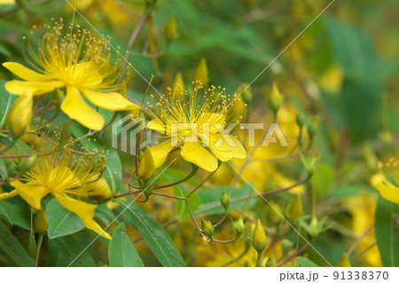 ビヨウヤナギ:オトギリソウ科の花【緑背景】 ビヨウヤナギ:オトギリソウ科の花【緑背景】 91338370