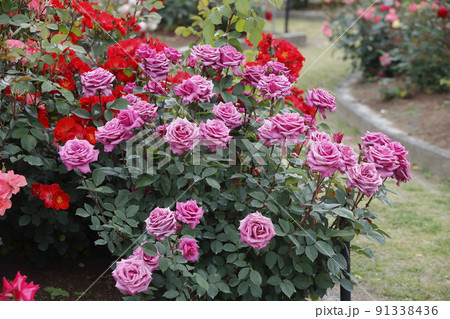 荒尾市 おもやい市民花壇 バラの花、 荒尾市 おもやい市民花壇 バラの花、 91338436