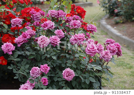 荒尾市 おもやい市民花壇 バラの花、 荒尾市 おもやい市民花壇 バラの花、 91338437