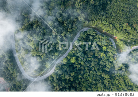 morning green forest and fog 91338682