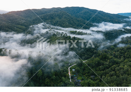 morning green forest and fog morning green forest and fog 91338685