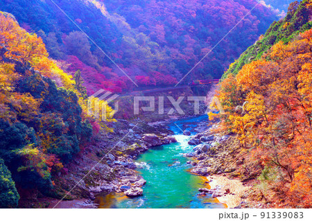 保津峡の紅葉とトロッコ列車 保津峡の紅葉とトロッコ列車 91339083