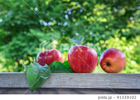 Close-up of red apples with leaves at summer orchard garden Close-up of red apples with leaves at summer orchard garden 91339102