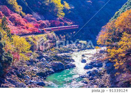 保津峡の紅葉とトロッコ列車 保津峡の紅葉とトロッコ列車 91339124