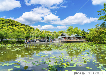 【神奈川県】青空と新緑が綺麗な鎌倉の源平池 【神奈川県】青空と新緑が綺麗な鎌倉の源平池 91339182