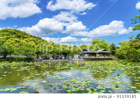 【神奈川県】青空と新緑が綺麗な鎌倉の源平池 【神奈川県】青空と新緑が綺麗な鎌倉の源平池 91339185