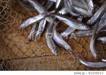 Smelt fishes on net (Pacific little smelt) Smelt fishes on net (Pacific little smelt) 91339317