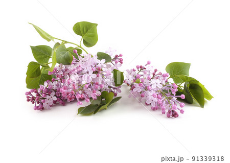 Lilac flowers isolated on white Lilac flowers isolated on white 91339318