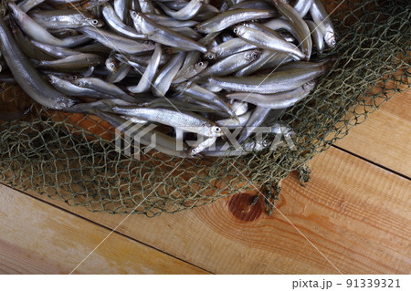 Smelt Fishes On Net Pacific Smelt Stock Photo 1068339830