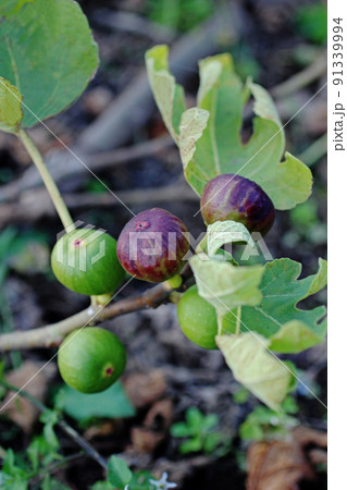 いちじく 91339994