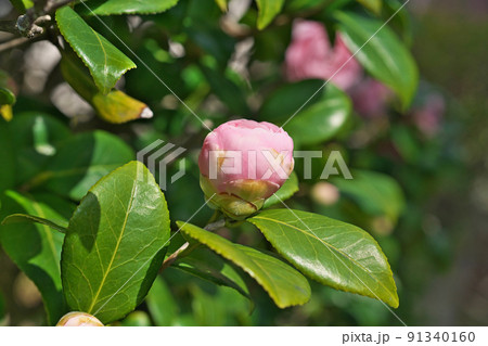 ピンク色のツバキの蕾(春、三月) ピンク色のツバキの蕾(春、三月) 91340160