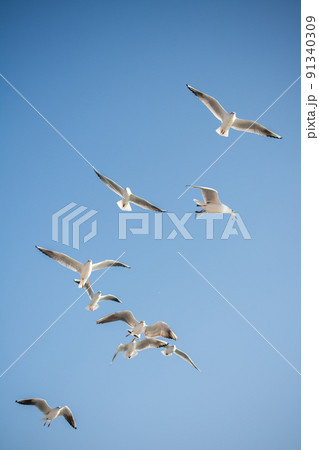Seagulls are  flying in a sky 91340309