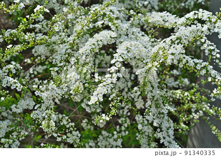 白い小さなユキヤナギの花(春、三月) 白い小さなユキヤナギの花(春、三月) 91340335