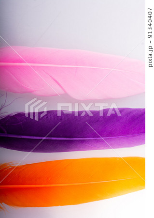 Studio shot macro photo colored bird feathers 91340407