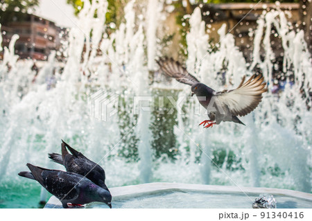 Lovely wild pigeon bird live in urban environment Lovely wild pigeon bird live in urban environment 91340416