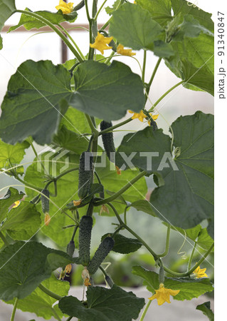 Greenhouse with growing cucumbers in farm. Homemade vegetables harvest Greenhouse with growing cucumbers in farm. Homemade vegetables harvest 91340847