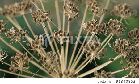dill umbrellas with seed as garden background. close up 91340852