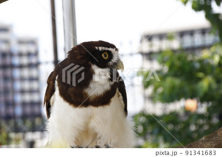 ギョロ目のフクロウの目は何を見ている、鋭いクチバシと目は警戒心をみなぎらせて 91341683