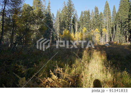 カリフォルニア州 セコイア国立公園 トレイル中の風景 カリフォルニア州 セコイア国立公園 トレイル中の風景 91341833