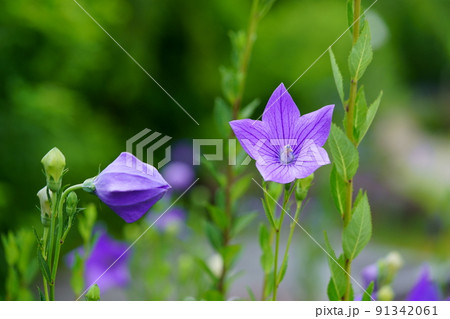 ならまち・元興寺・綺麗なキキョウの開花 ならまち・元興寺・綺麗なキキョウの開花 91342061