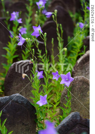 ならまち・元興寺・綺麗なキキョウの開花 91342082
