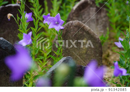 ならまち・元興寺・綺麗なキキョウの開花 ならまち・元興寺・綺麗なキキョウの開花 91342085