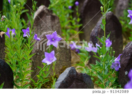 ならまち・元興寺・綺麗なキキョウの開花 ならまち・元興寺・綺麗なキキョウの開花 91342089