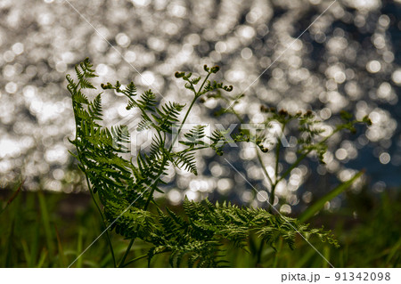 静岡県周智郡森町一宮　宮川の蕨 91342098
