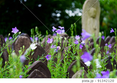 ならまち・元興寺・綺麗なキキョウの開花 ならまち・元興寺・綺麗なキキョウの開花 91342120