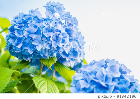 秋常山古墳(能美古墳群)の紫陽花/2022年6月撮影/石川県能美市 秋常山古墳(能美古墳群)の紫陽花/2022年6月撮影/石川県能美市 91342196