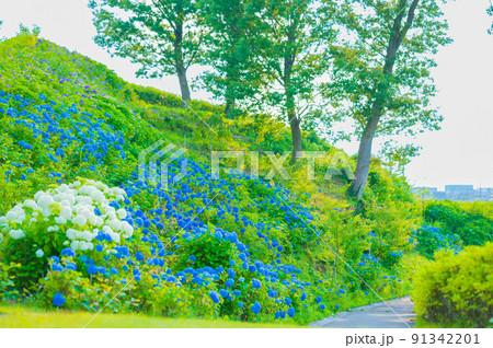 秋常山古墳（能美古墳群）の紫陽花／2022年6月撮影／石川県能美市 91342201