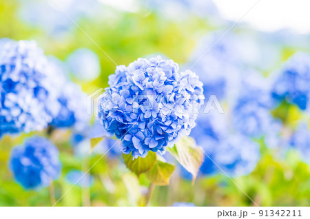 秋常山古墳（能美古墳群）の紫陽花／2022年6月撮影／石川県能美市 91342211